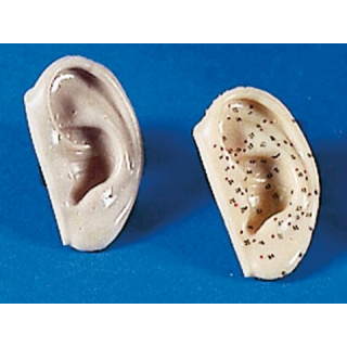 Ohr-Modell,  Akupunktur - Ohren, Paar linke Ohren - zum Nadeln geeignet