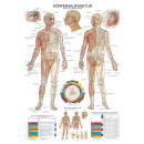 Anatomische Lehrtafel Körperakupunktur 70 x 100 cm -...