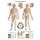 Anatomische Lehrtafel Körperakupunktur 70 x 100 cm - in Deutsch und Englisch