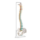 Anatomisches Modell flexible Wirbelsäule, 75 cm, mit...