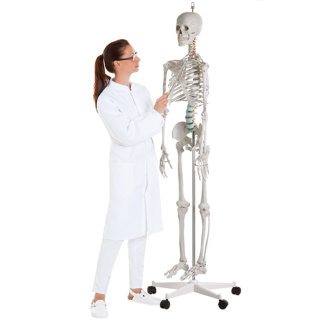 Anatomisches Modell Skelett eines männlichen Erwachsenen, 178 cm groß,  auf Stativ